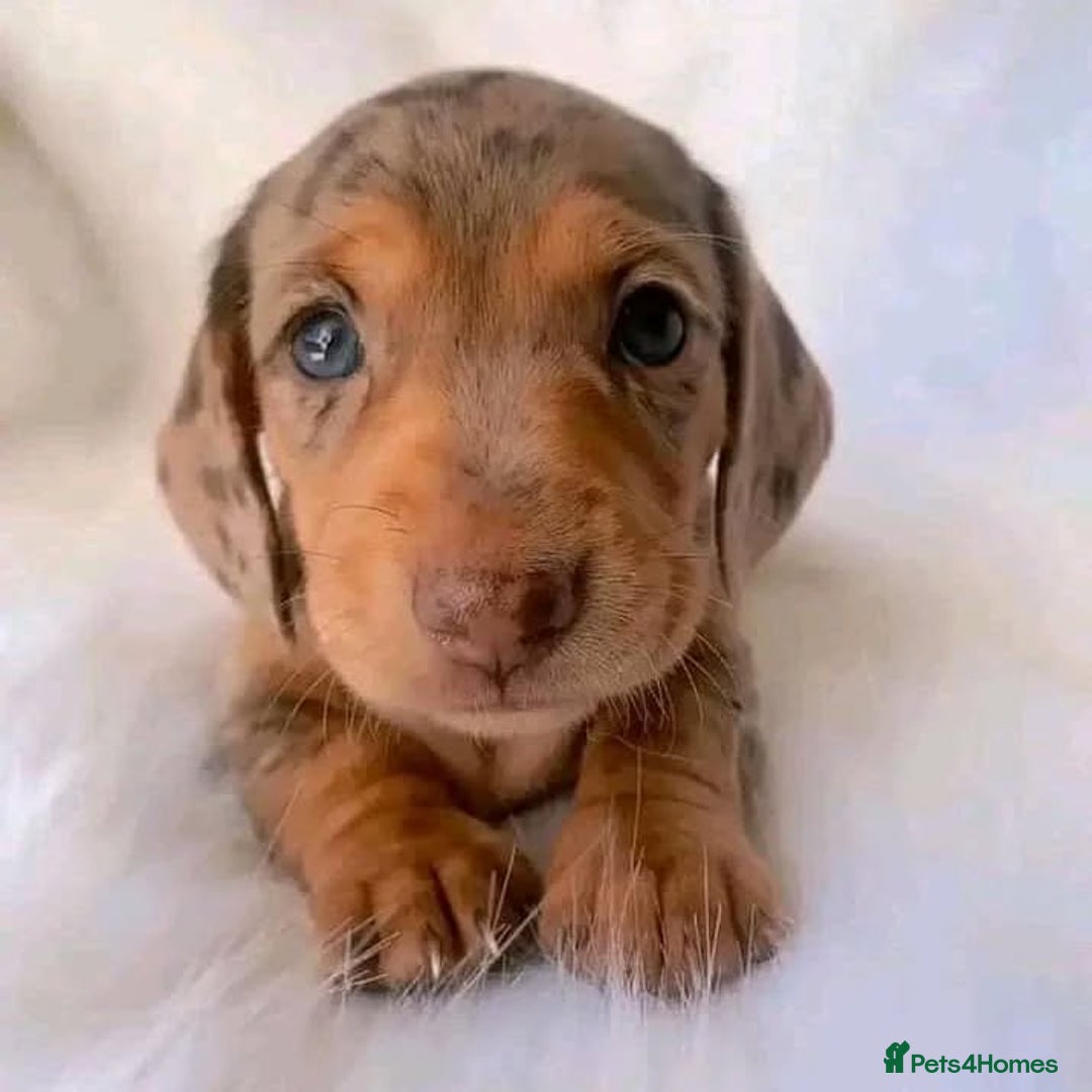 Miniature Dachshund dogs for sale: Beautiful daschund puppies for sale  - Image 4