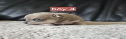 Chihuahua dogs for sale: 5 chiuaua baby boys - Advert 15