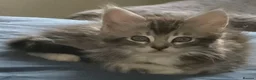 Maine Coon cats for sale: Maine Coon Kittens for Sale - Advert 2