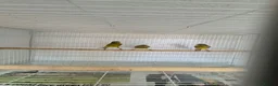 Canaries birds for sale: 4 raza male canary’s for sale  in Chatteris - Advert 3