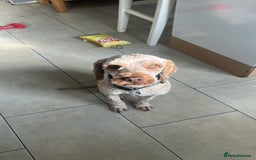 Cockapoo dogs for sale: 1 year old Cockerpoo - Image 6