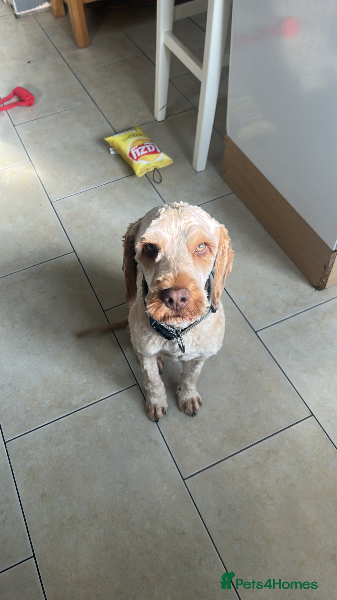 Cockapoo dogs for sale: 1 year old Cockerpoo - Image 6
