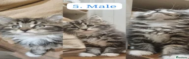Maine Coon 5