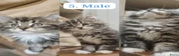 Maine Coon cats for sale: Gorgeous Maine Coon X Kittens-Litter of 7 - Advert 11