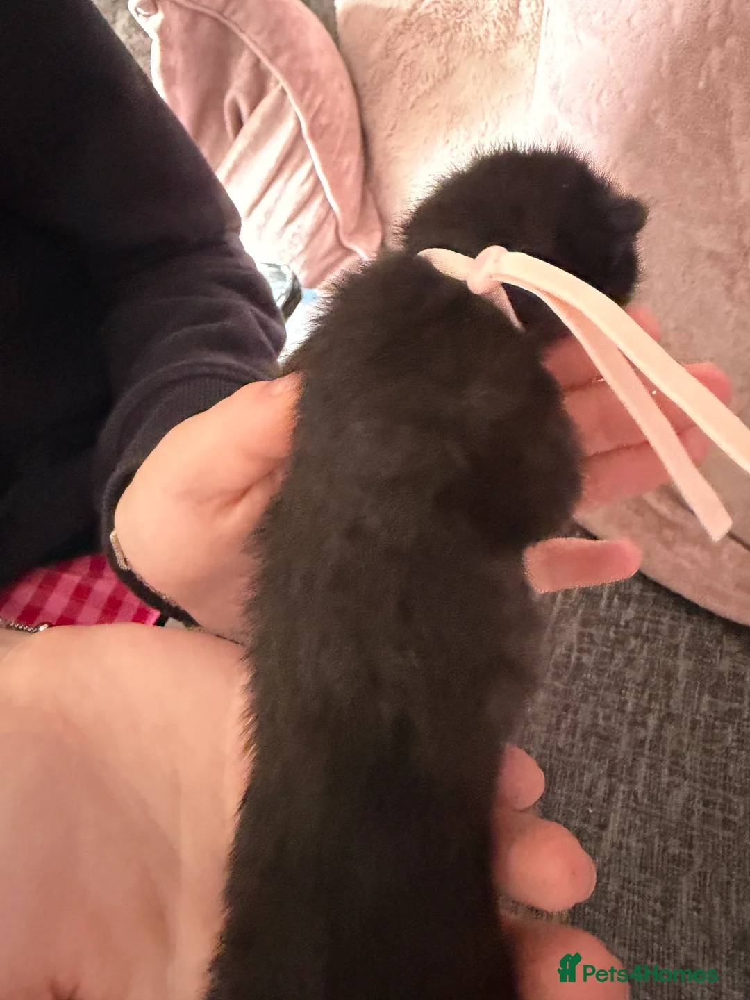 Mixed Breed cats for sale: 2 girls and 2 boys kittens - stunning  - Advert 9