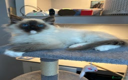Ragdoll cats for sale: Ragdoll kittens one boy left seal mitted. - Advert 3