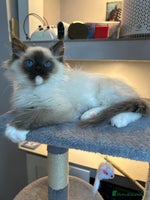 Ragdoll cats Ragdoll kittens one boy left seal mitted. - Advert 2