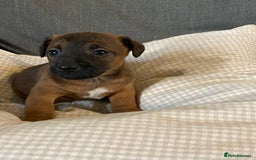 Jack Russell dogs for sale: Stunning Jack Russell Puppies - Advert 8