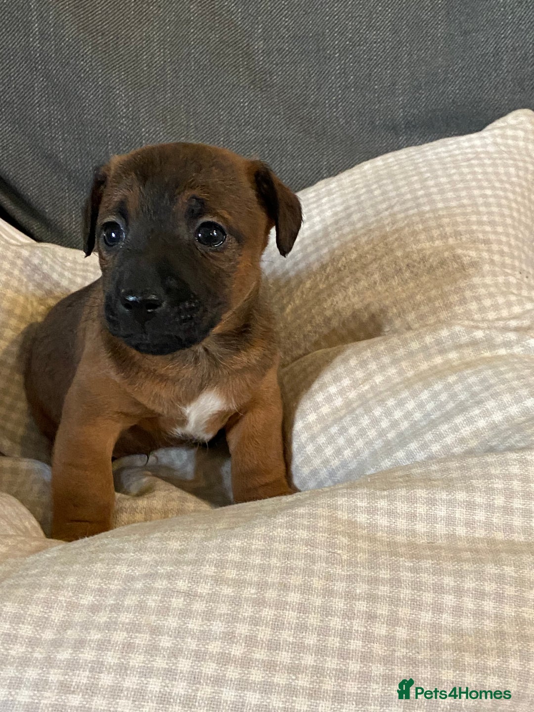 Jack Russell dogs for sale: Stunning Jack Russell Puppies - Advert 8