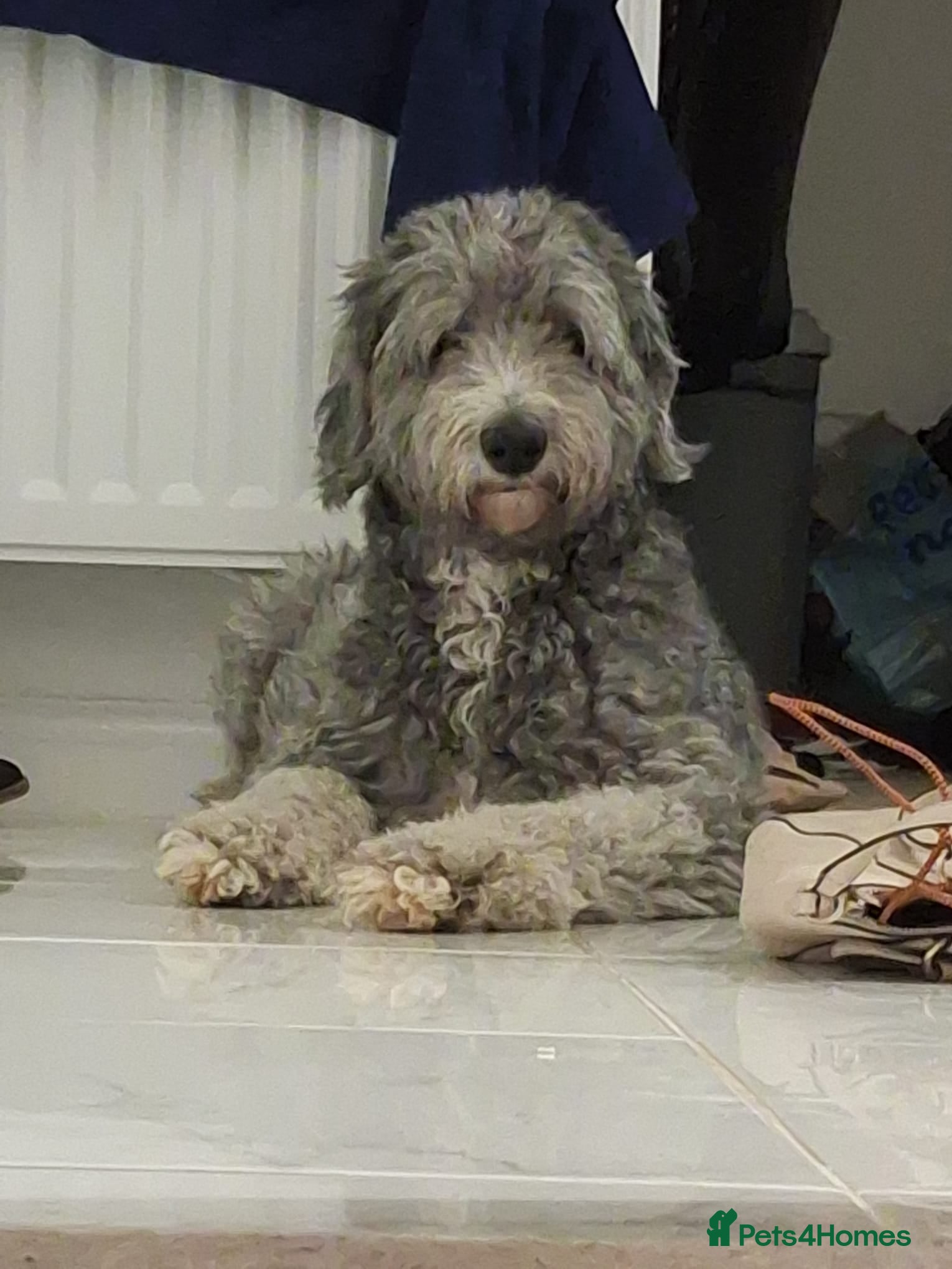 Sheepadoodle dogs SHEEPADOODLE - Advert 3