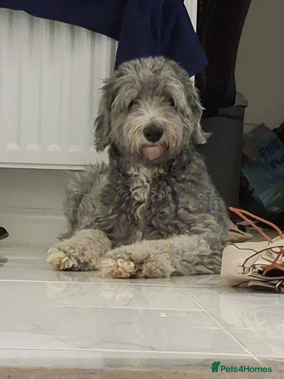 Sheepadoodle dogs for sale: SHEEPADOODLE - Advert 1