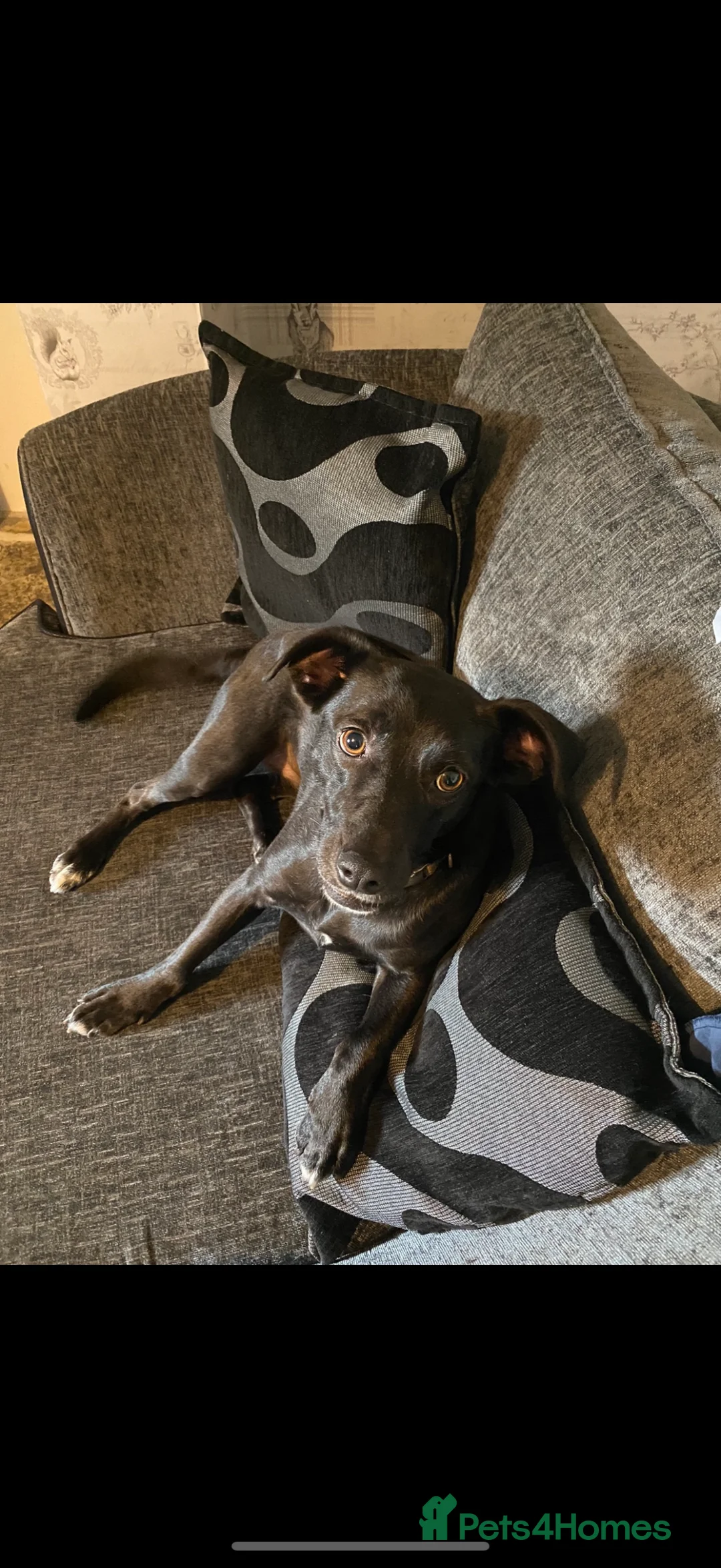 Mixed Breed dogs for sale: Lily 8yr old mixed breed  - Advert 3