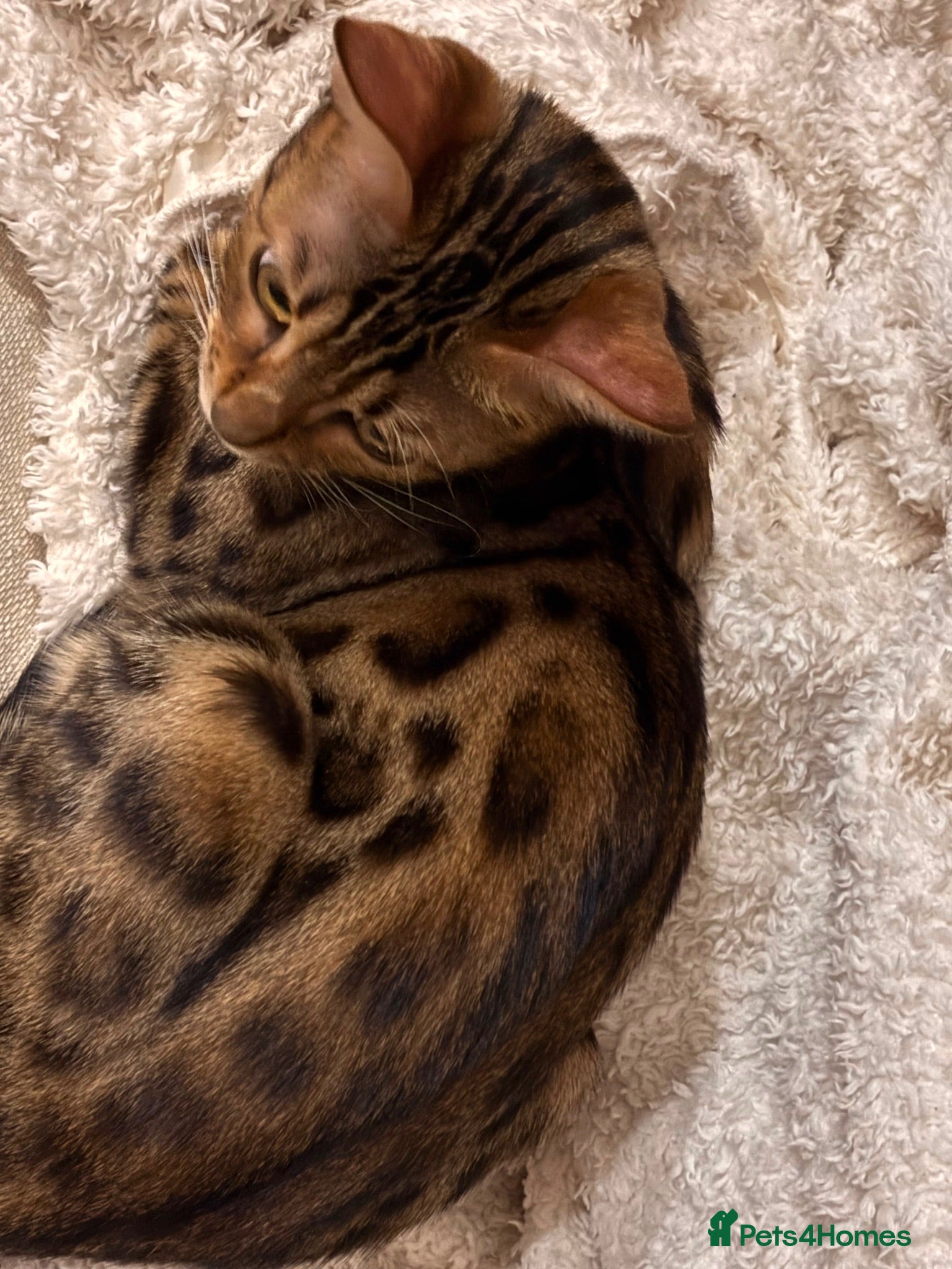 Bengal cats Female Bengal cat Fifi - Advert 1