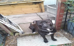 Mixed Breed dogs for sale: Loving staffies cross  - Image 1