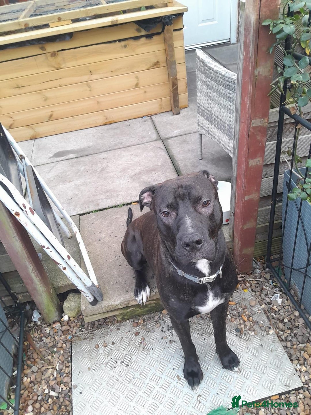 Mixed Breed dogs for sale: Loving staffies cross  - Image 1