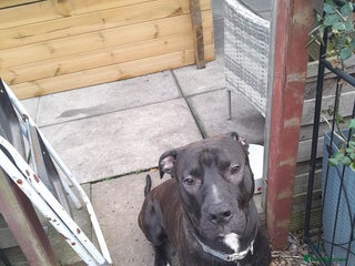 Mixed Breed dogs - Advert 9