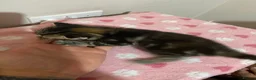 Mixed Breed cats for sale: Gorgeous Kittens  - Advert 3