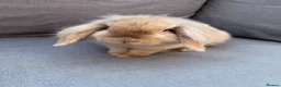 Mini Lion Lop rabbits for sale: Mini lion lop - Advert 3