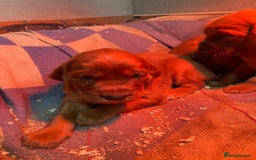 Irish Setter dogs for sale: Purebred Irish setter pups for sale - Advert 2