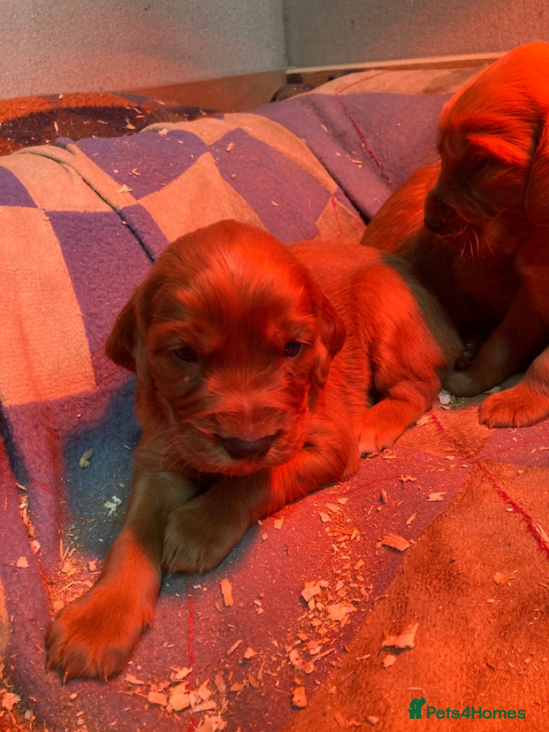 Irish Setter dogs for sale: Purebred Irish setter pups for sale - Advert 2
