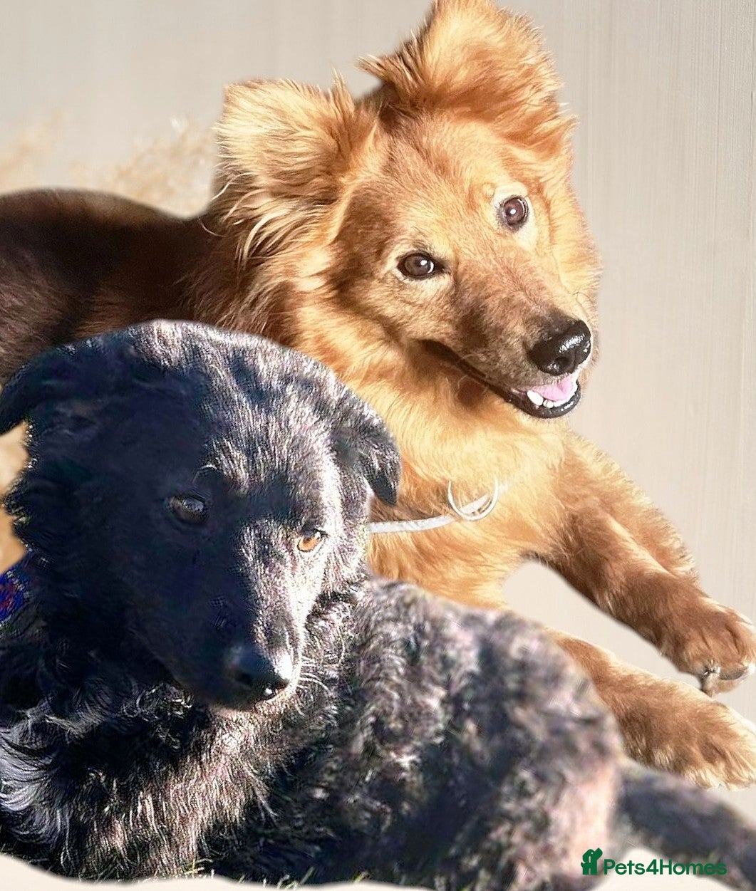 Mixed Breed dogs 💕 Daisy & Monty – two hearts, one home 💕 - Advert 14