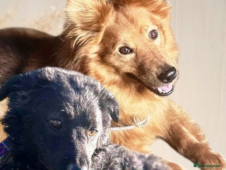 Mixed Breed dogs - Advert 1