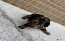 Dachshund dogs for sale: 3 Gorgeous Girl Dachshund Puppies  - Image 8