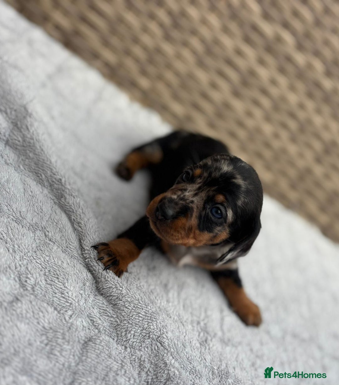 Dachshund dogs for sale: 3 Gorgeous Girl Dachshund Puppies  - Image 8