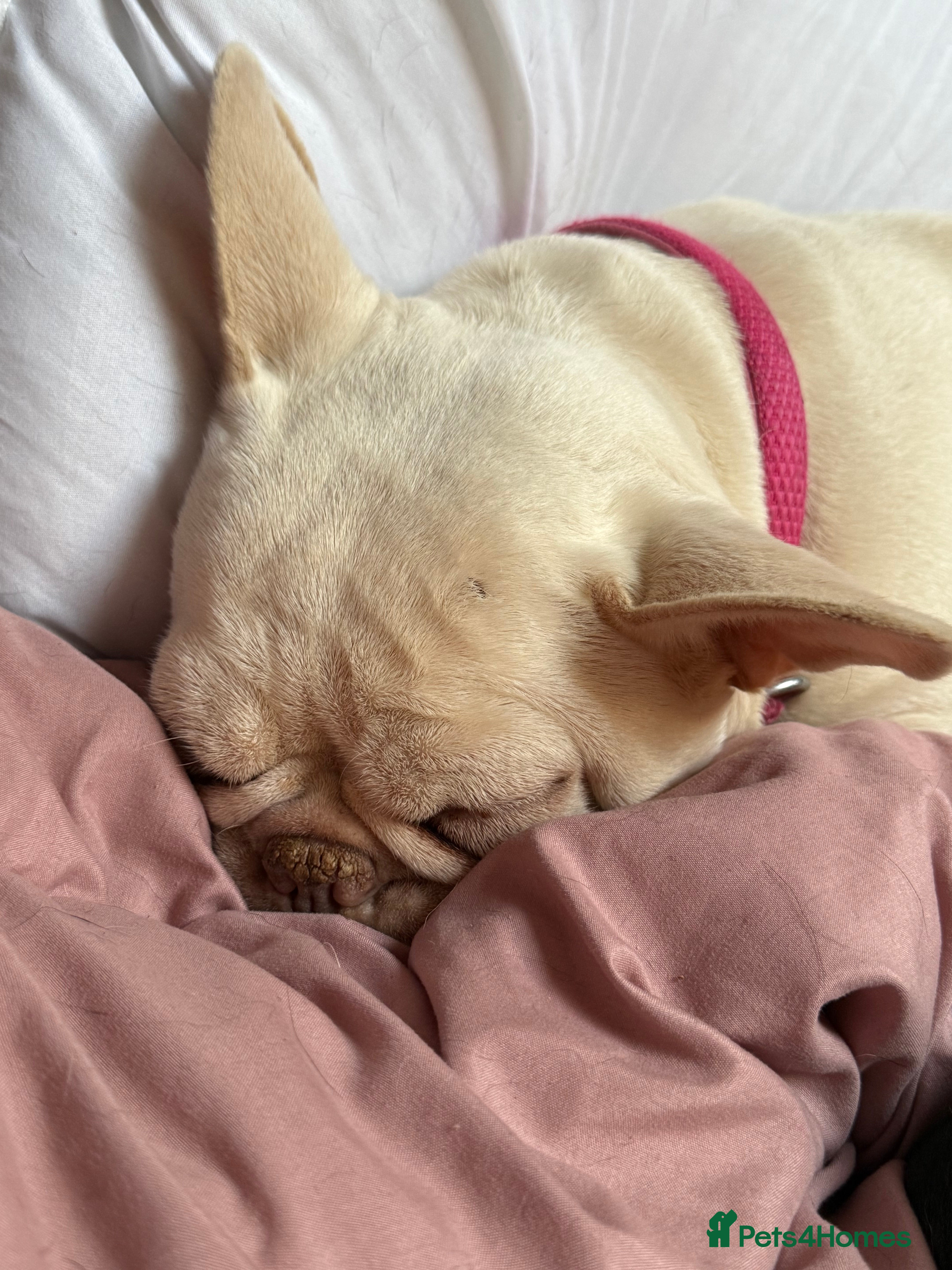 French Bulldog dogs Kc registered French bulldog - Advert 1