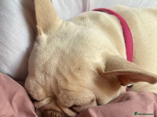 French Bulldog dogs Kc registered French bulldog - Advert 2