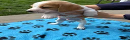 Beagle dogs for sale: Beagle Puppies - Advert 9