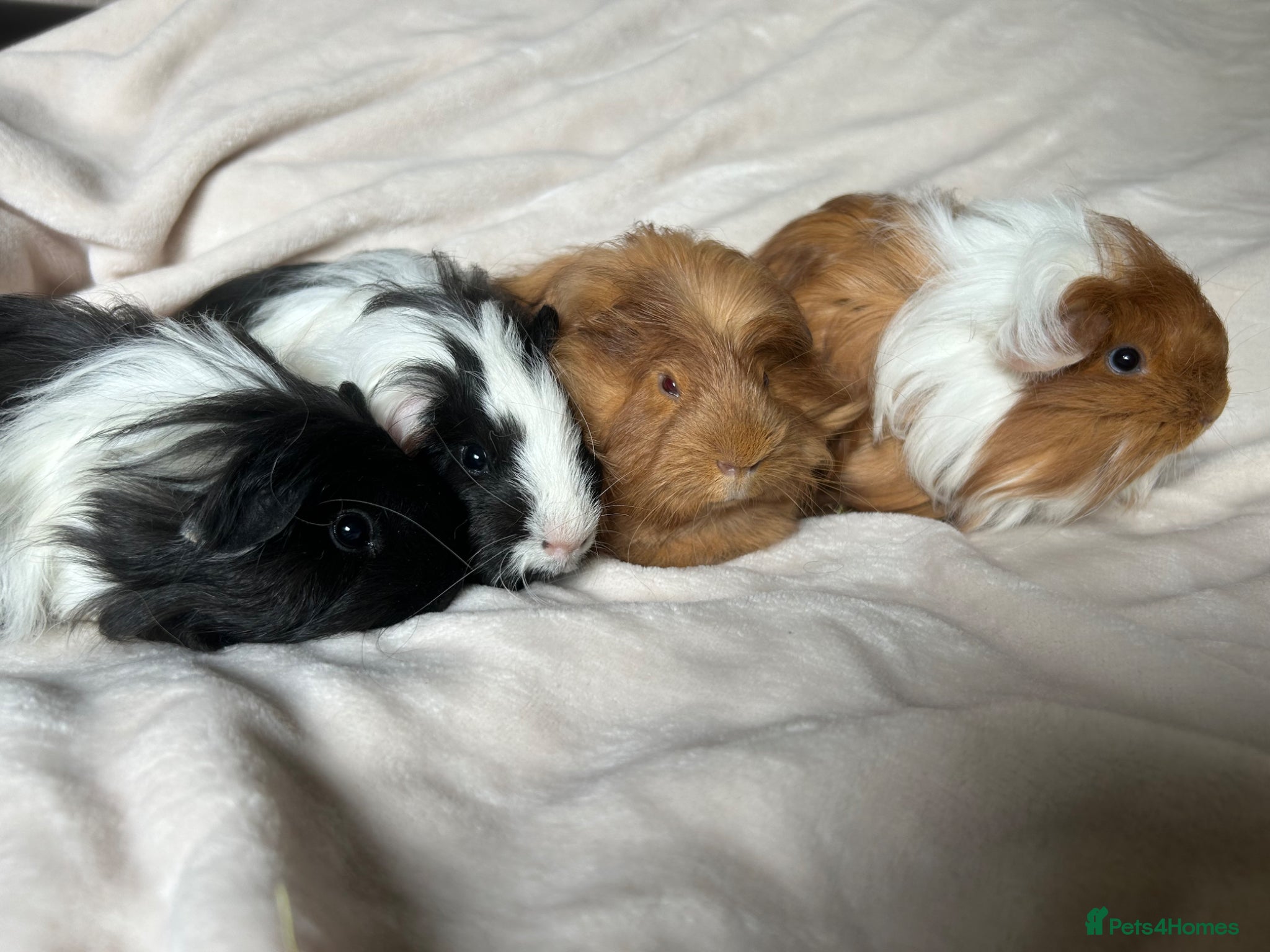 Guinea Pig rodents for sale: Baby Guinea pigs  - Advert 1