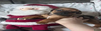 Mixed Breed 1