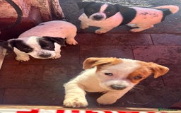 Jack Russell dogs for sale: ONLY 4 BEAUTIFUL BOYS LEFT- SMALL JACK RUSSELS - Advert 9