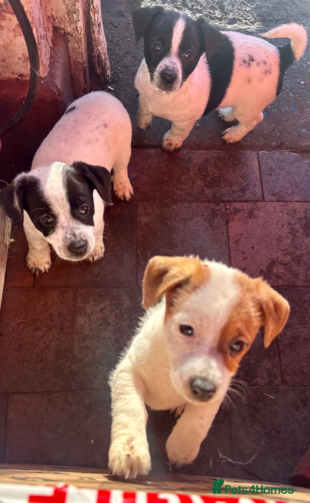 Jack Russell dogs for sale: ONLY 4 BEAUTIFUL BOYS LEFT- SMALL JACK RUSSELS - Advert 9