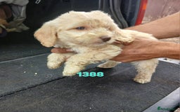 Cockapoo dogs for sale: Beautiful cockerpoo puppies  - Image 6