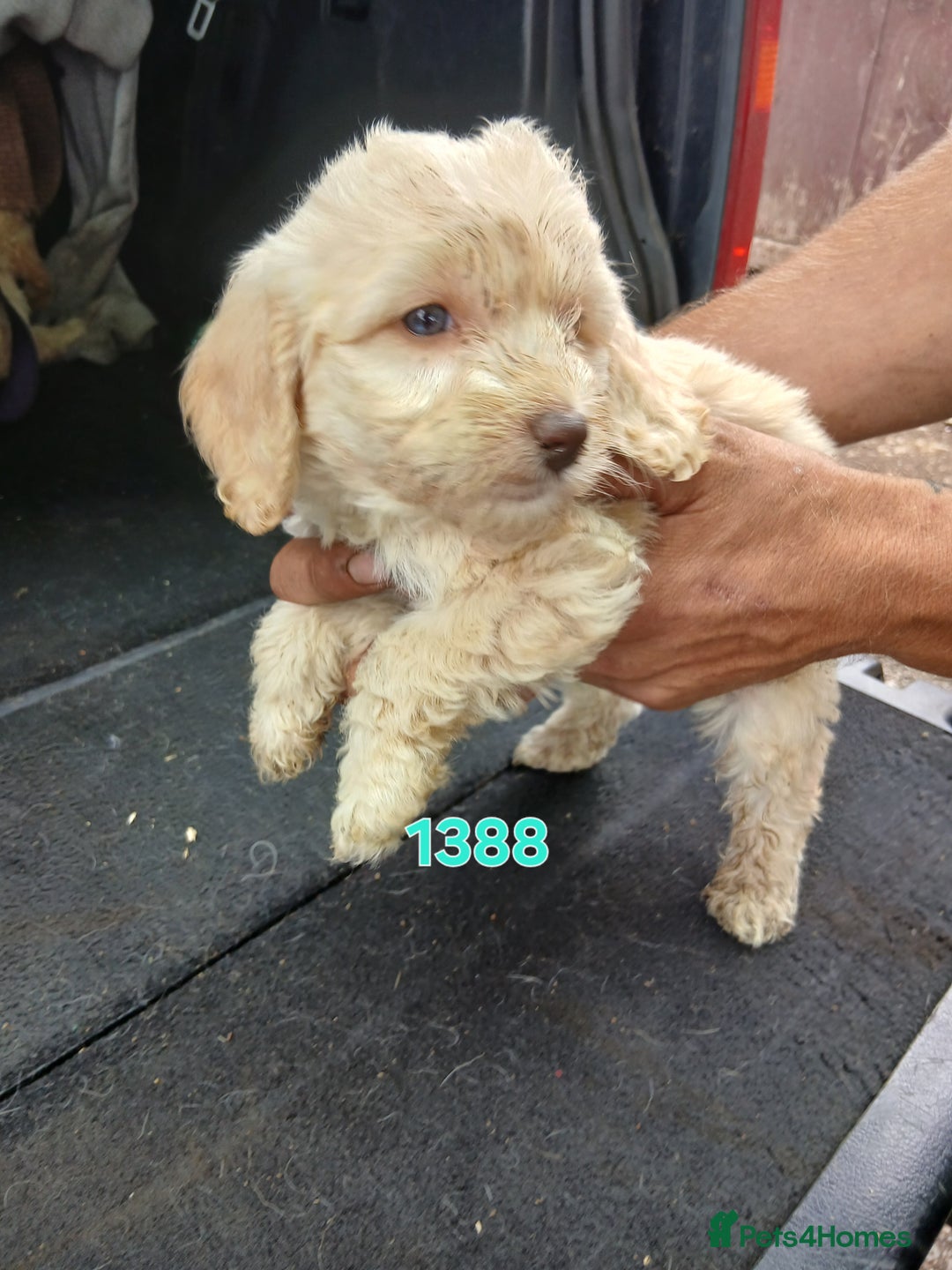 Cockapoo dogs for sale: Beautiful cockerpoo puppies  - Image 6