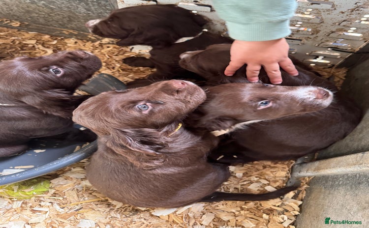 Sprocker dogs - Advert 2