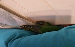 Conures birds for sale: Handreared conures - Image 14