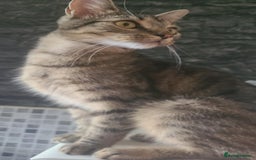 Mixed Breed cats for sale: 7 kittens for sale , all 6 months old  - Image 5