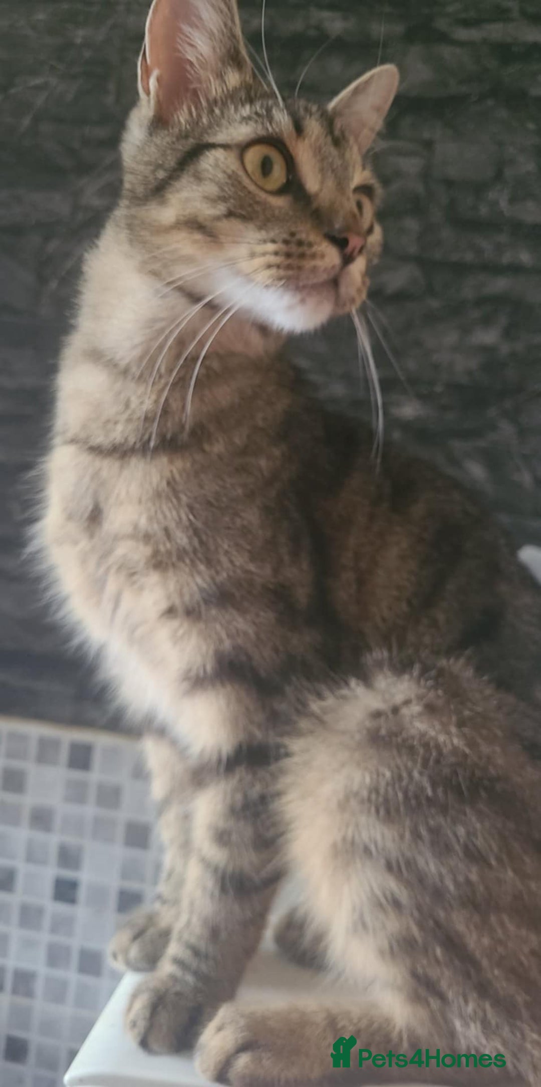 Mixed Breed cats for sale: 7 kittens for sale , all 6 months old  - Image 5