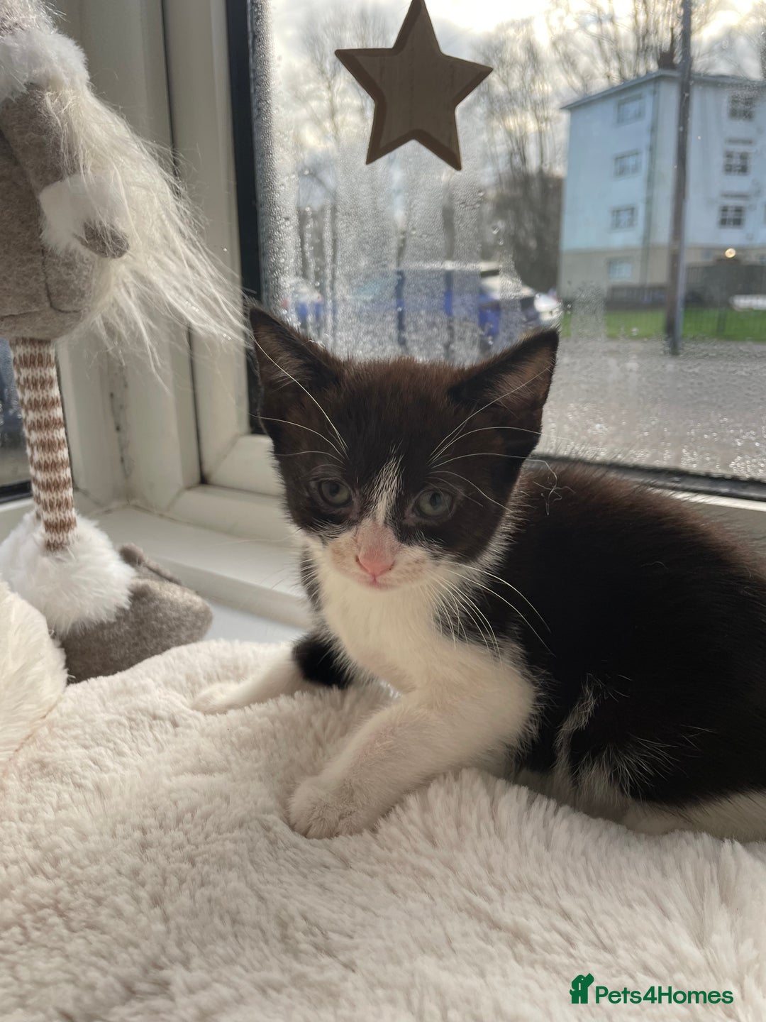 Mixed Breed cats for sale: Kittens Looking for a forever family  - Advert 12