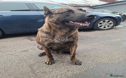 German Shepherd dogs for sale: German shaft - Image 1