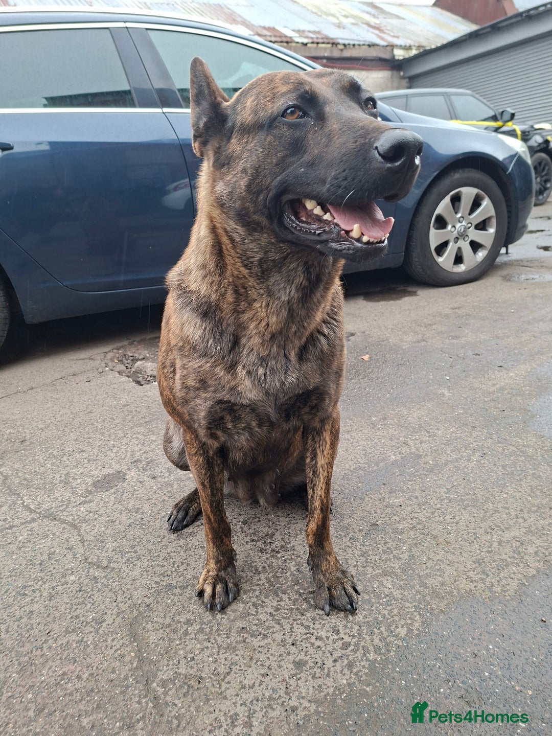 German Shepherd dogs for sale: German shaft - Image 1