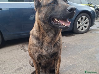 German Shepherd dogs for sale - Advert 1