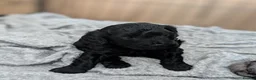 Cockapoo dogs for sale: All female litter of F1B Cockapoos - Advert 9