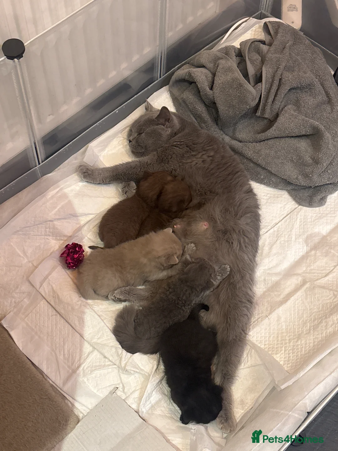 British Shorthair cats for sale: 4 beautiful healthy gorgeous chunky BSH  - Advert 9