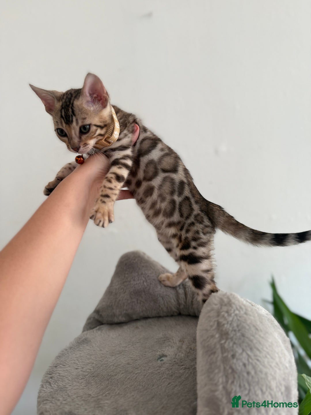 Bengal cats for sale: 5 Exceptional TICA Registered Glitter Bengals  in Bristol - Image 16