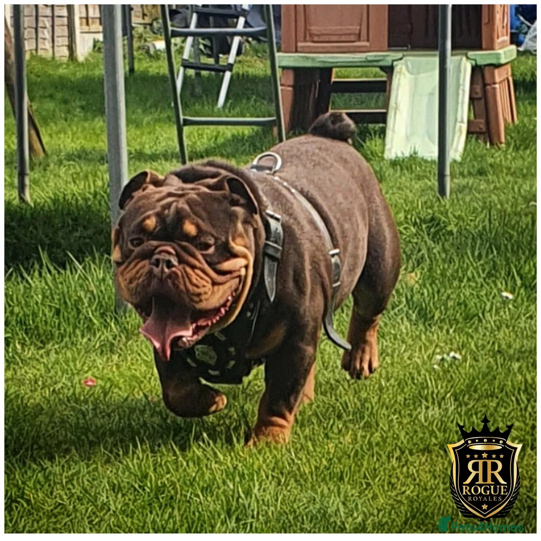 English Bulldog dogs for stud: *ROGUEROYALES Stud Valentino* Health Tested Clear in Wolverhampton - Advert 7