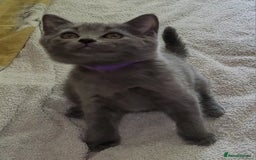 British Shorthair cats for sale: British Blue shorthair kittens £400 - Image 24